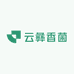 云彝香菌