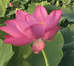 小菊小雏菊