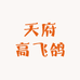 天府高飞鸽